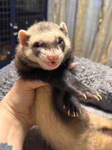 Хорёк девочка