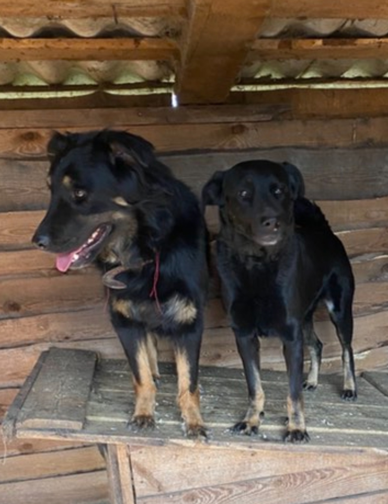 Мікс вівчарки - Джастін в добрі руки!