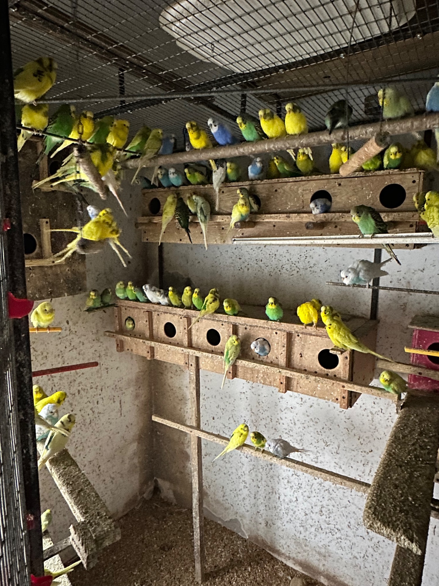 Хвилясті папуги