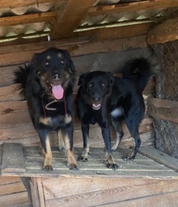 Мікс вівчарки - Джастін в добрі руки!