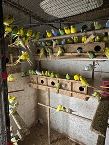 Хвилясті папуги