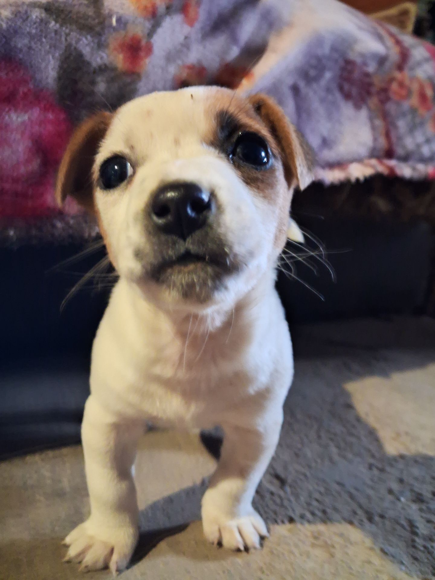 Цуценя Джек