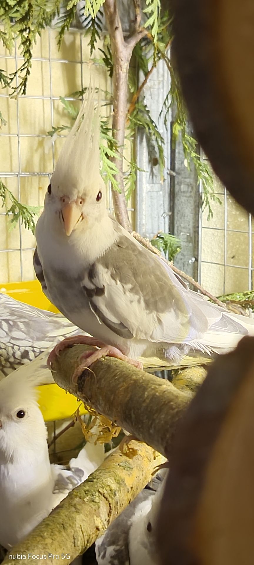 Корелла хлопчик