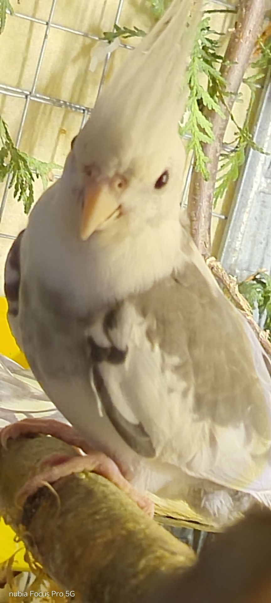 Корелла хлопчик