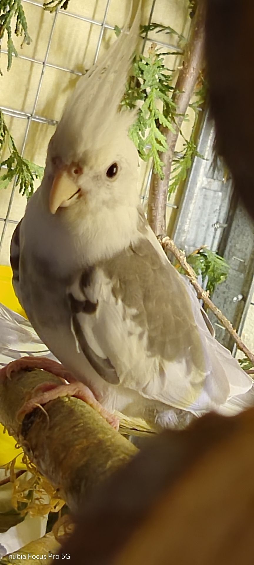 Корелла хлопчик