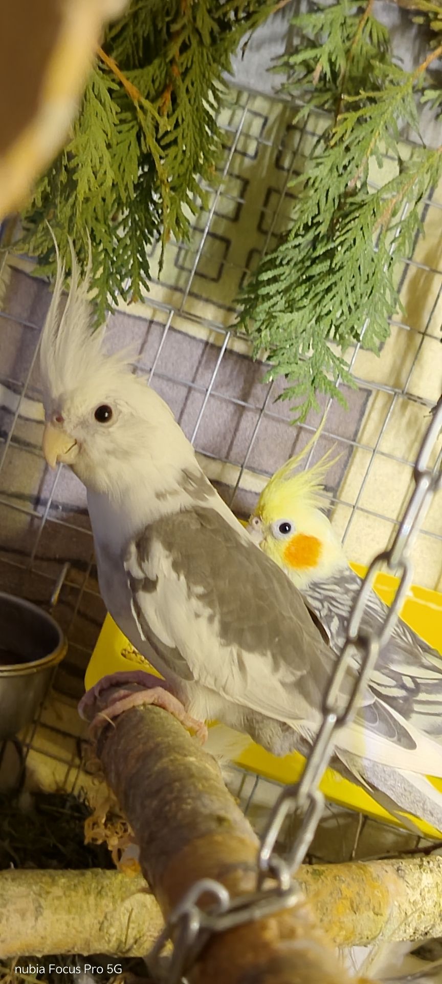 Корелла хлопчик