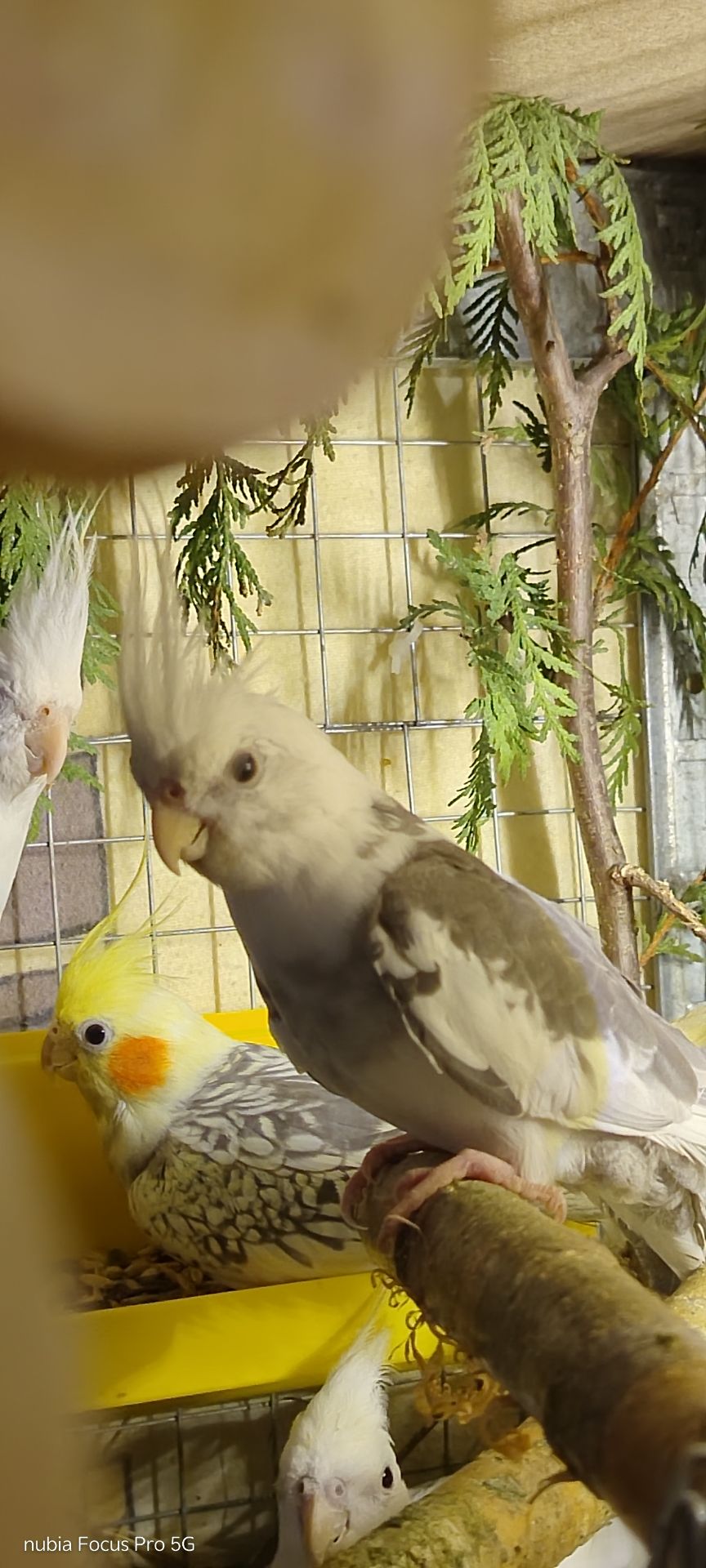 Корелла хлопчик