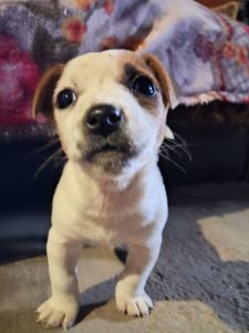 Цуценя Джек