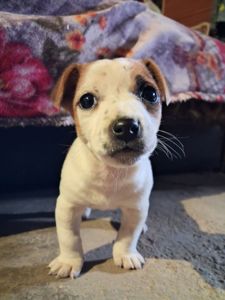 Цуценя Джек