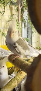 Корелла хлопчик