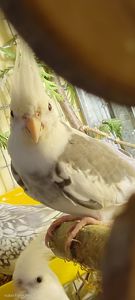 Корелла хлопчик