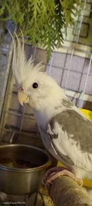 Корелла хлопчик