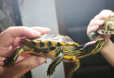 Земноводная маленькая черепашка 9см (Есть вариант вместе с акватерарриумом в полном комплекте)