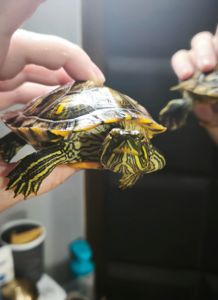 Земноводная маленькая черепашка 9см (Есть вариант вместе с акватерарриумом в полном комплекте)