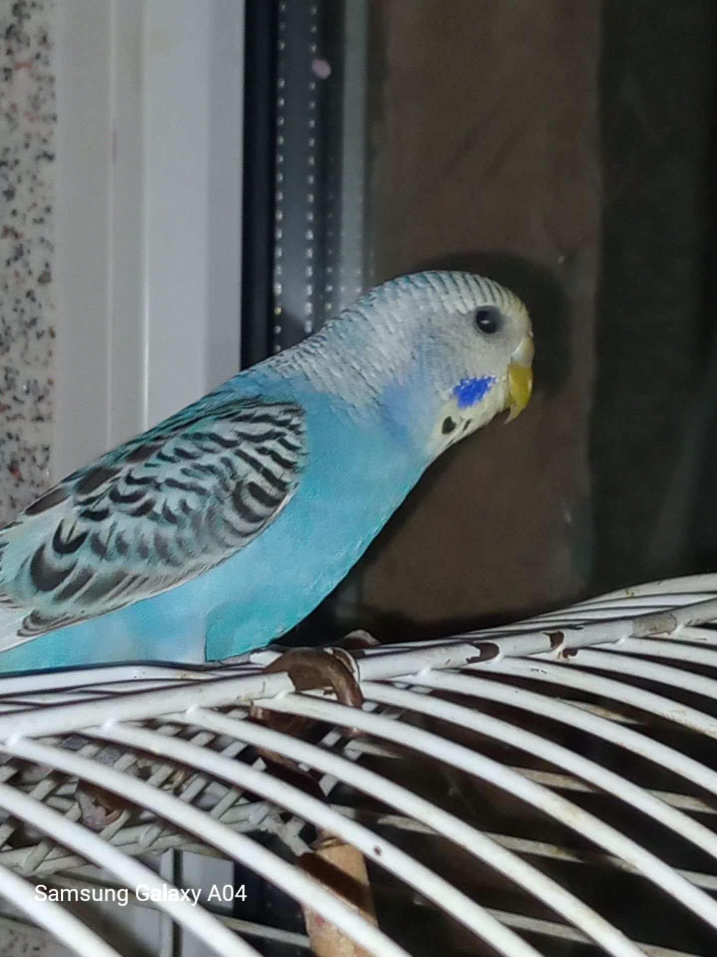 Хвилясті папуги