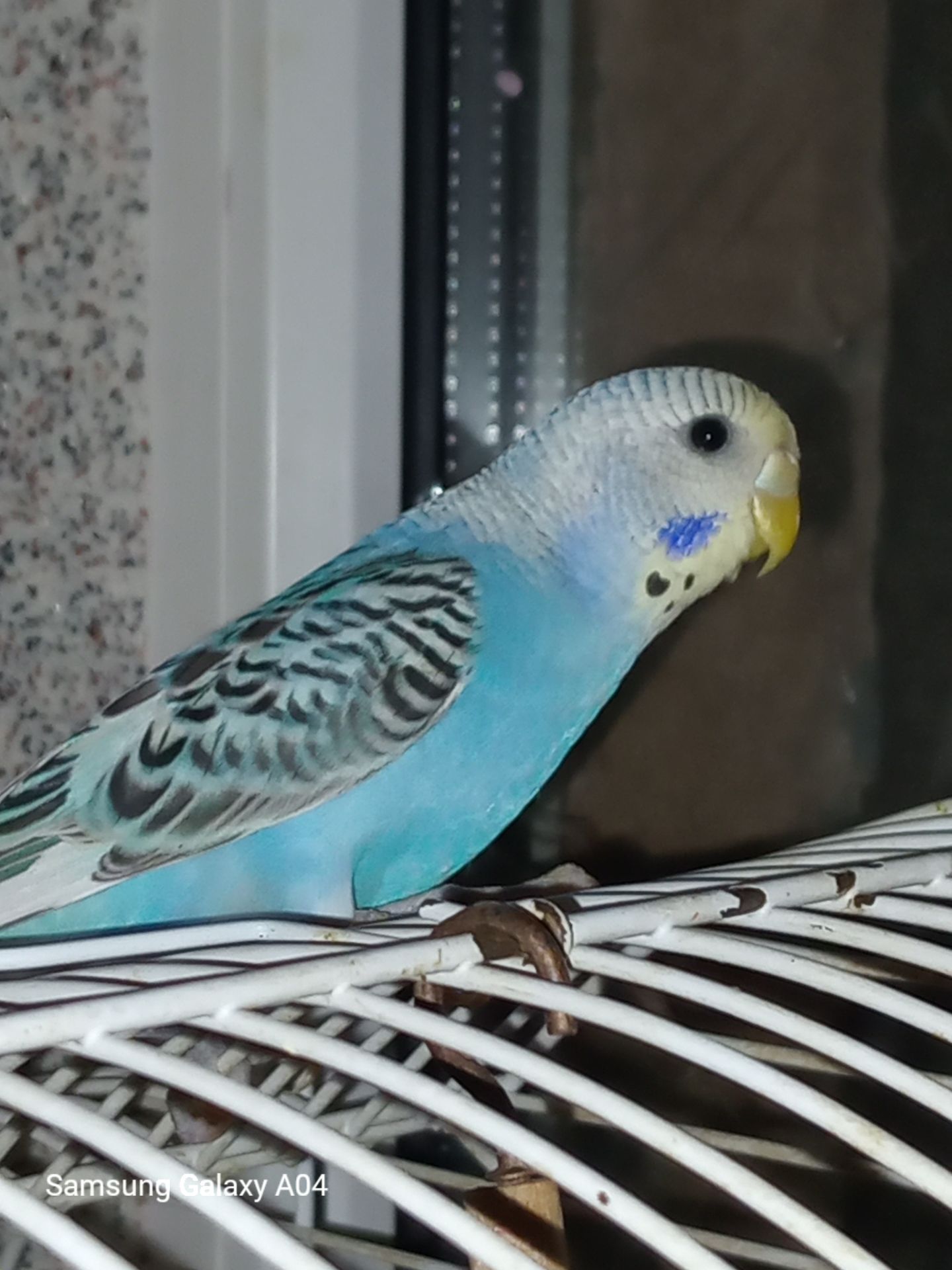 Хвилясті папуги