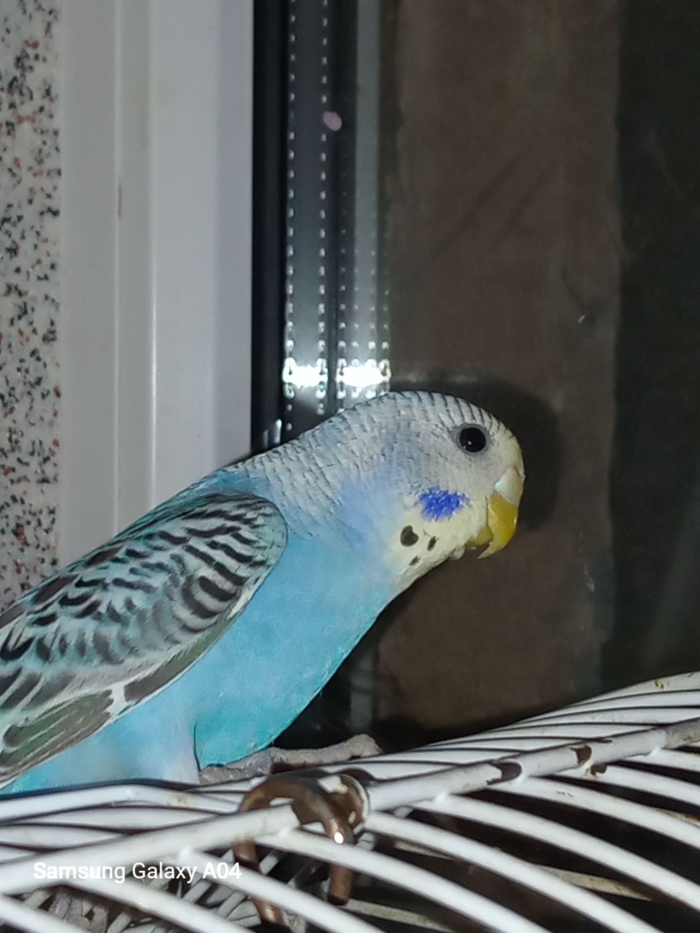 Хвилясті папуги