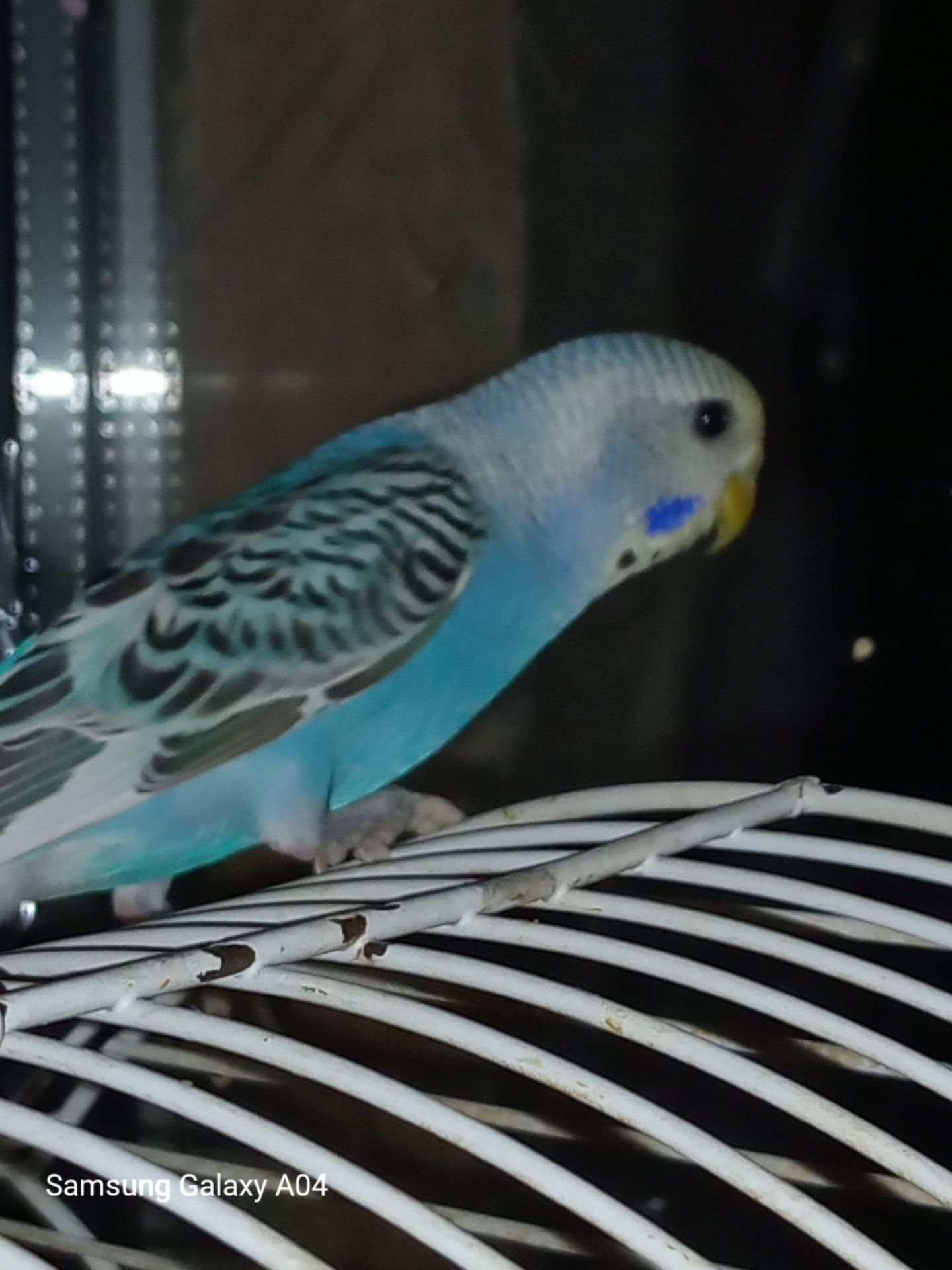 Хвилясті папуги