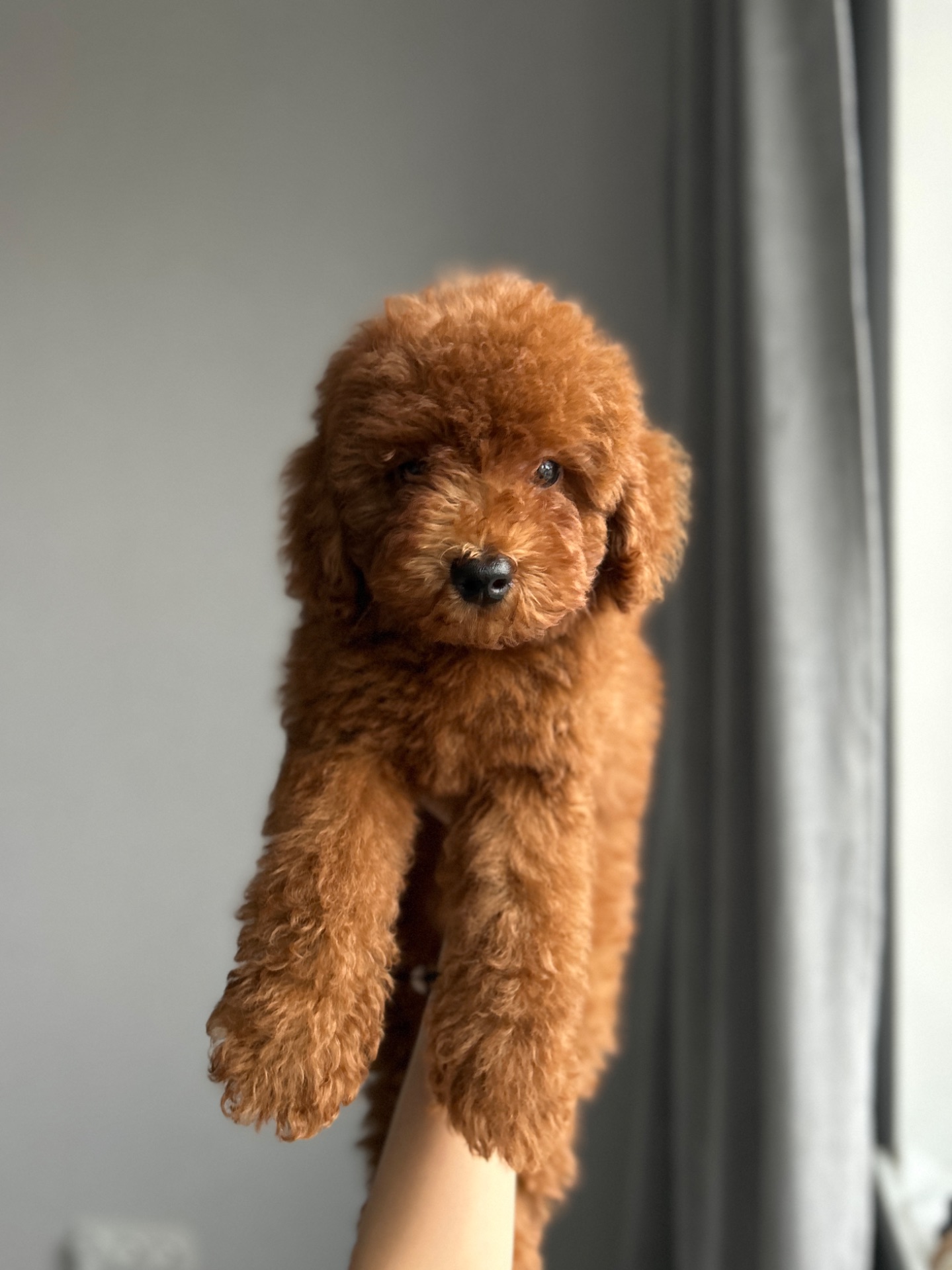 Милый мальчик той пудель Тедди мишка