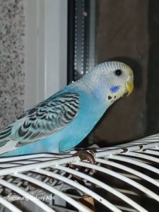 Хвилясті папуги