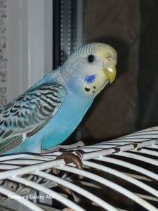 Хвилясті папуги