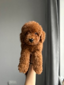 Милый мальчик той пудель Тедди мишка