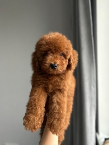 Милый мальчик той пудель Тедди мишка