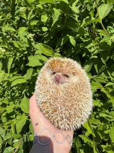 Африканский ёжик