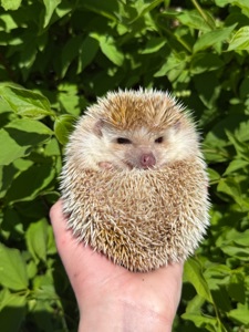 Африканский ёжик