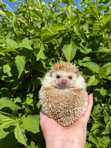 Африканский ёжик