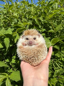 Африканский ёжик