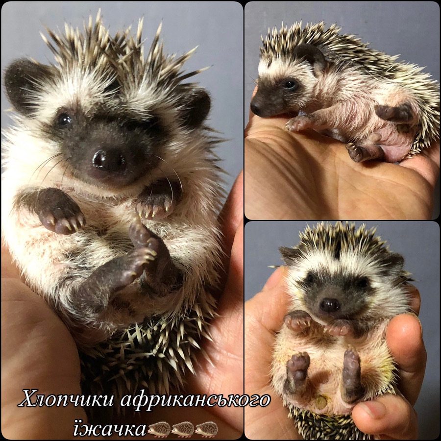 Малюки їжачки самці