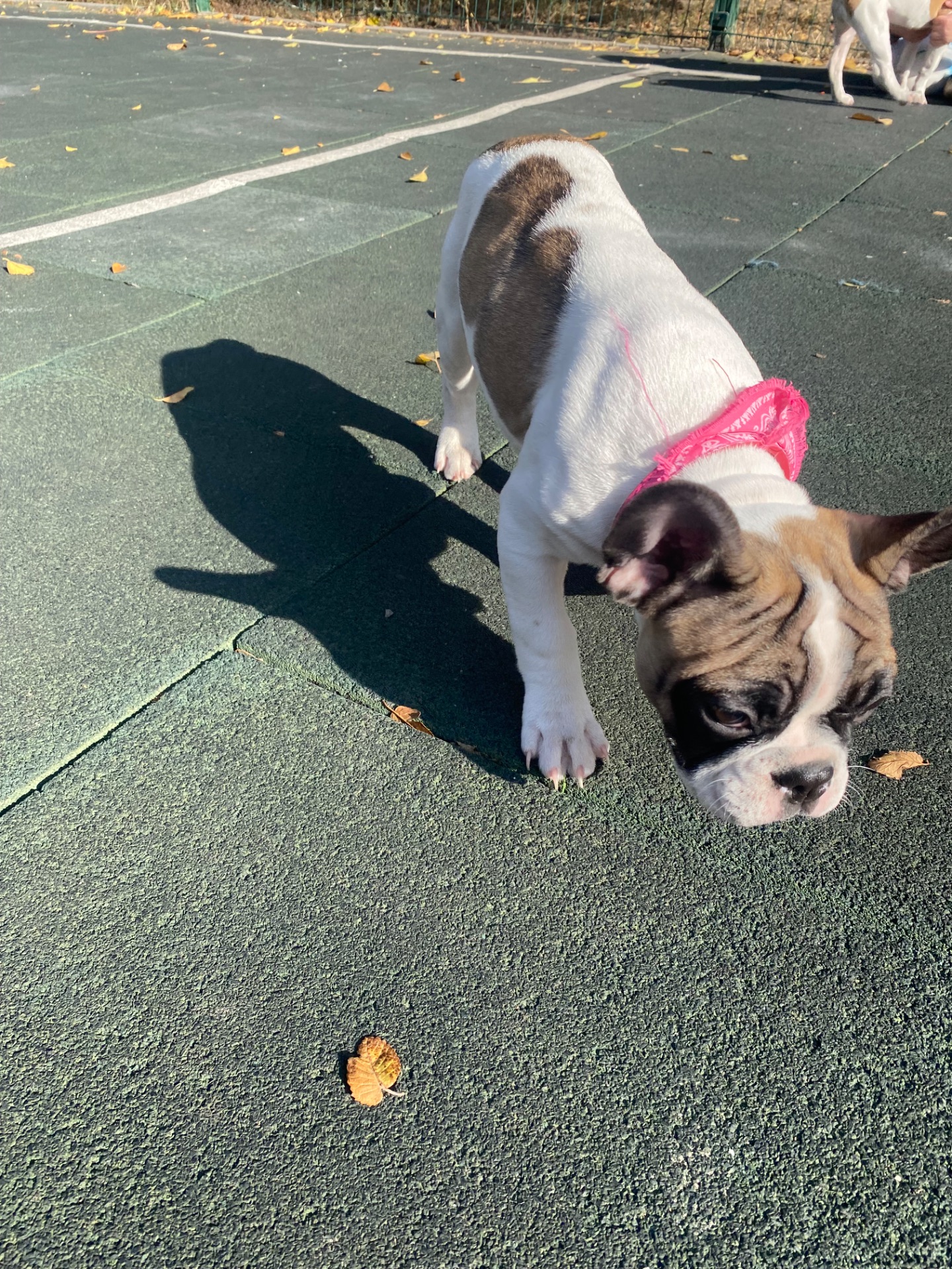 Цуценя французького бульдога