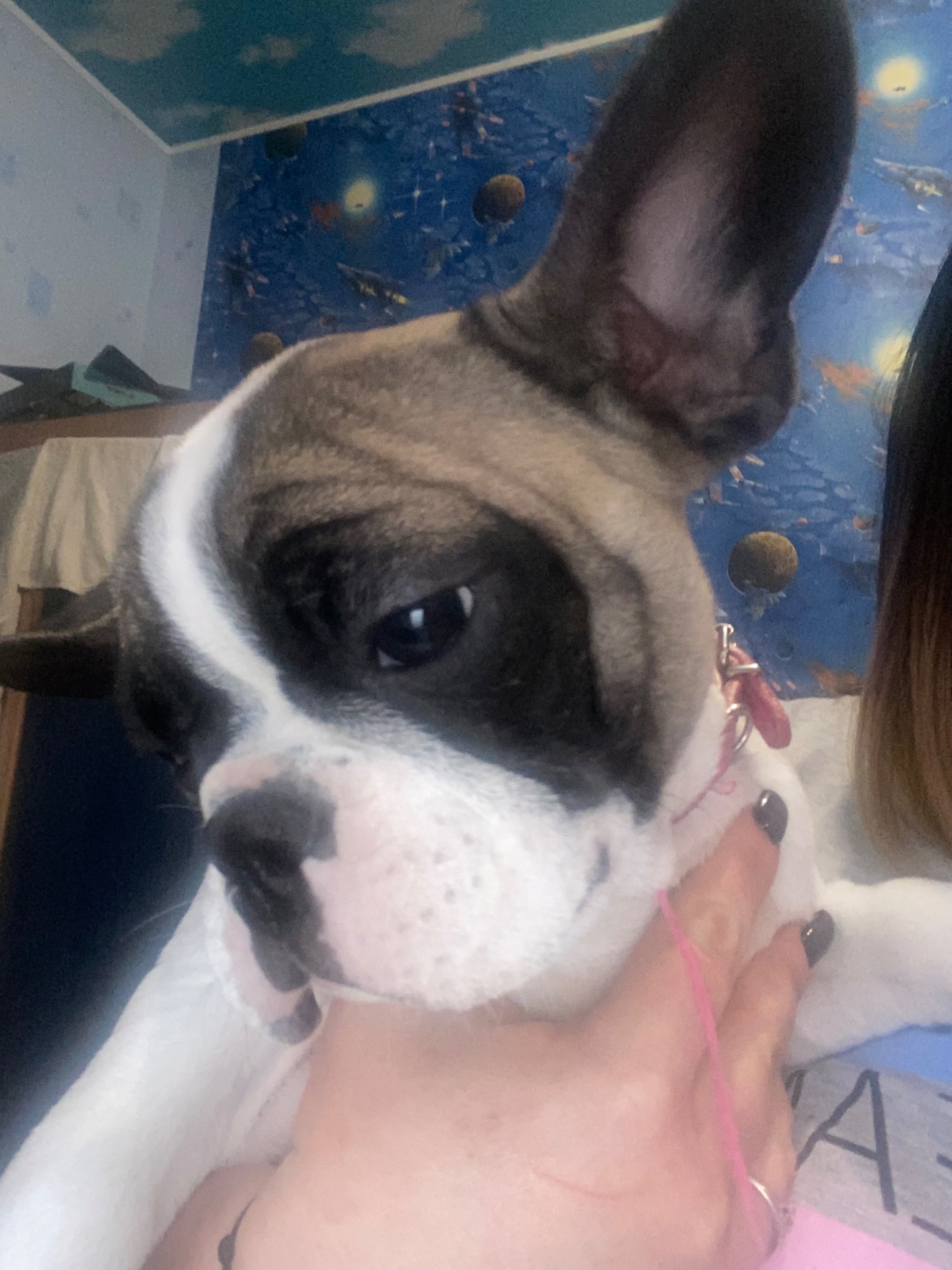 Цуценя французького бульдога