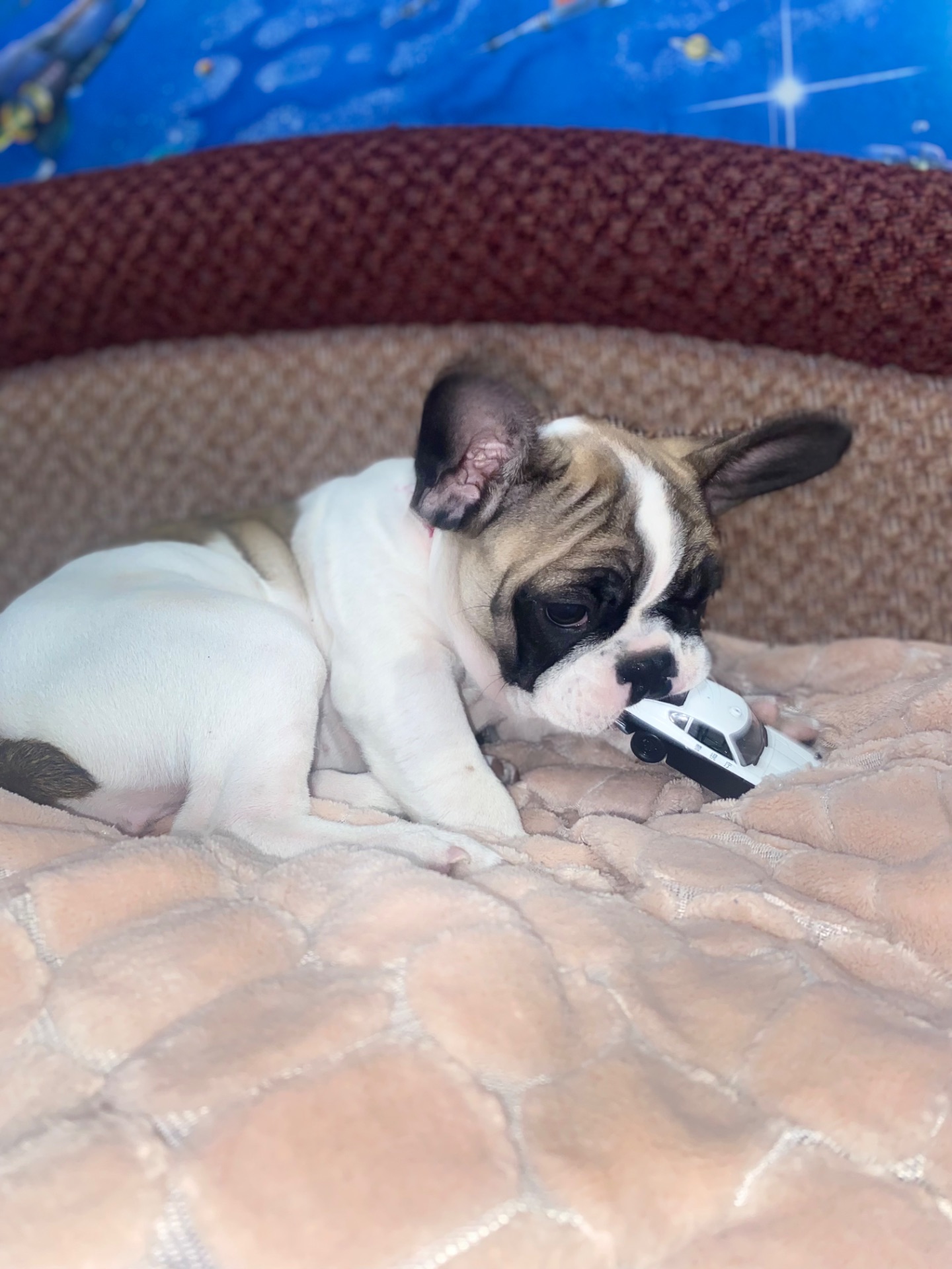 Цуценя французького бульдога