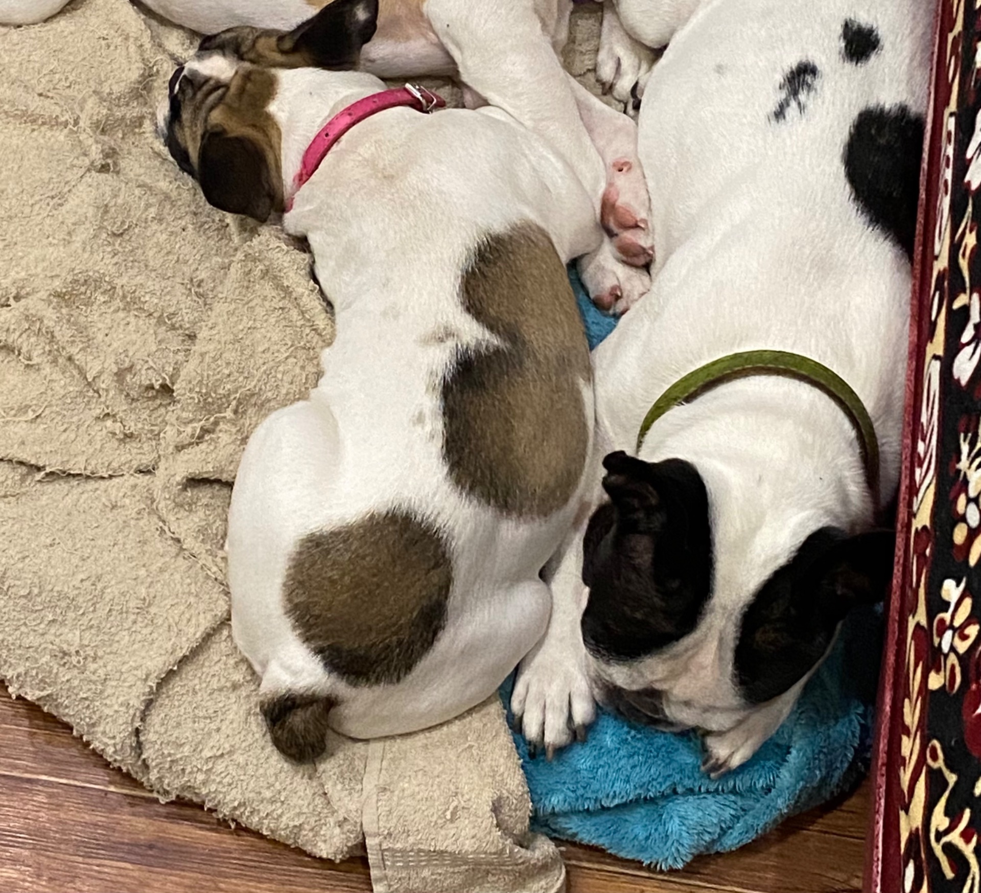 Цуценя французького бульдога