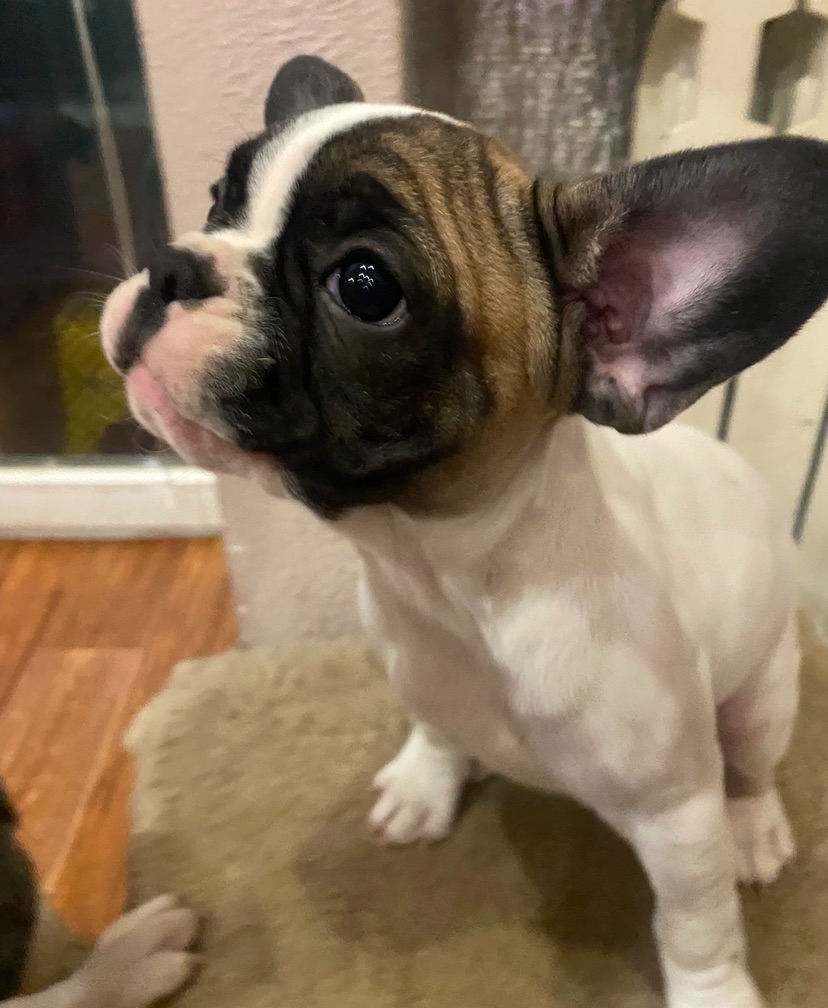 Цуценя французького бульдога