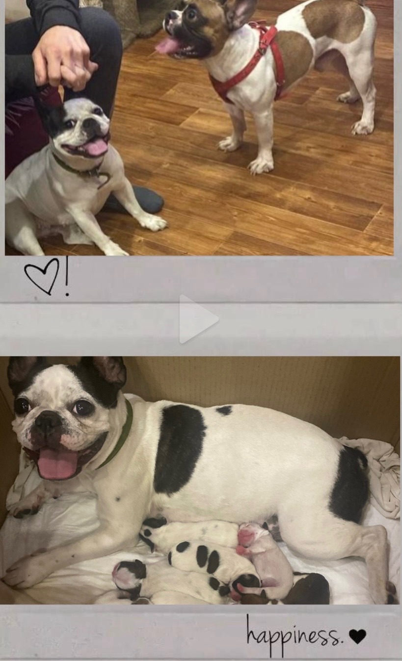 Цуценя французького бульдога