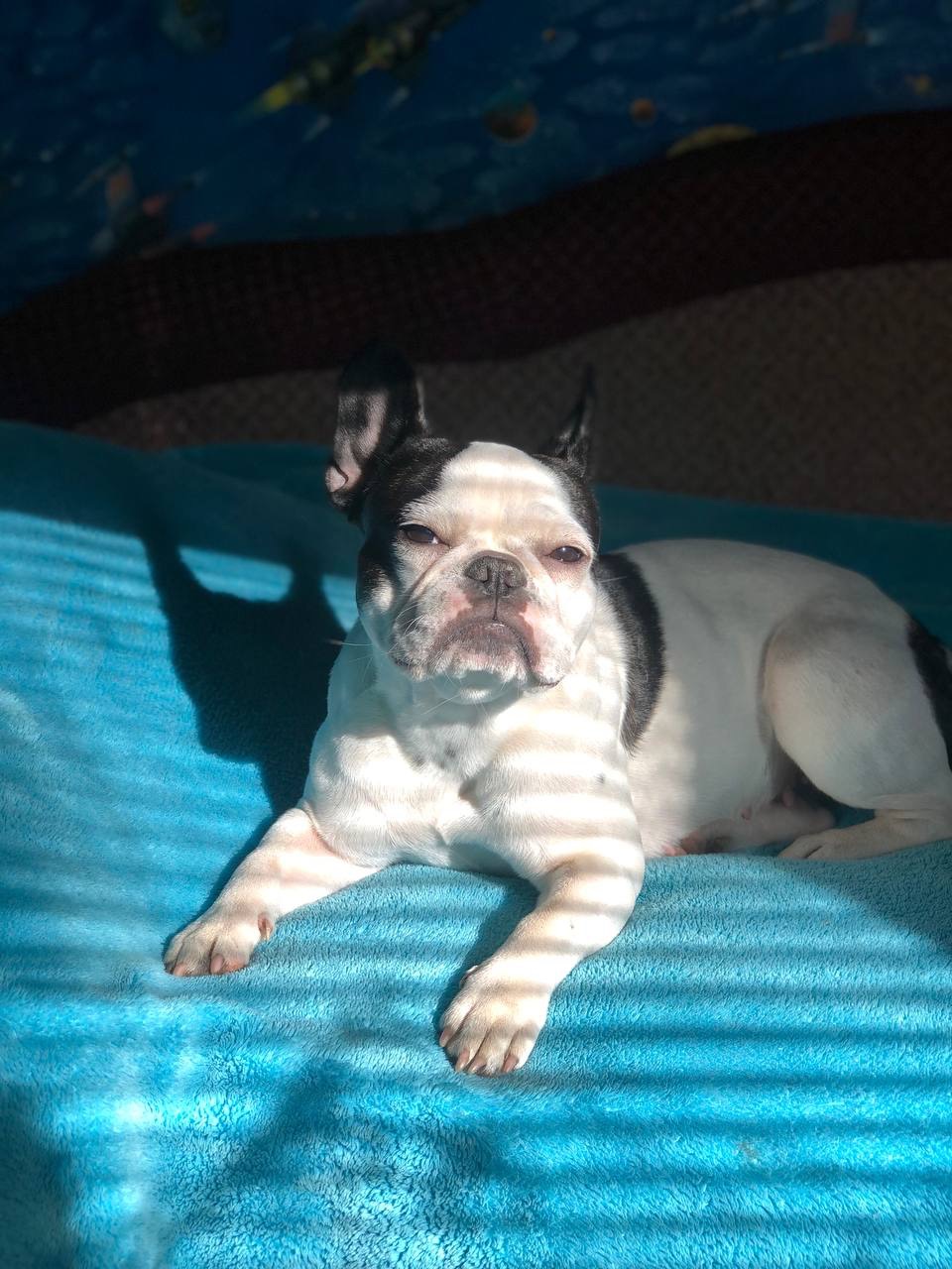 Цуценя французького бульдога