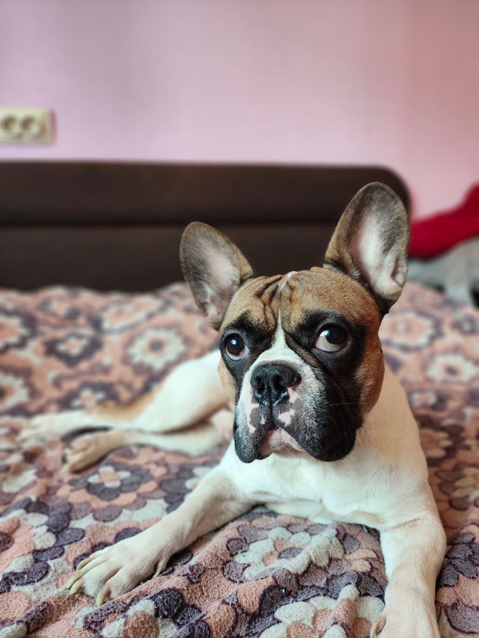 Цуценя французького бульдога