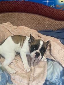 Цуценя французького бульдога