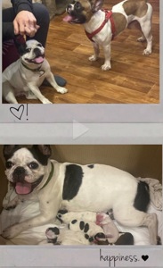 Цуценя французького бульдога