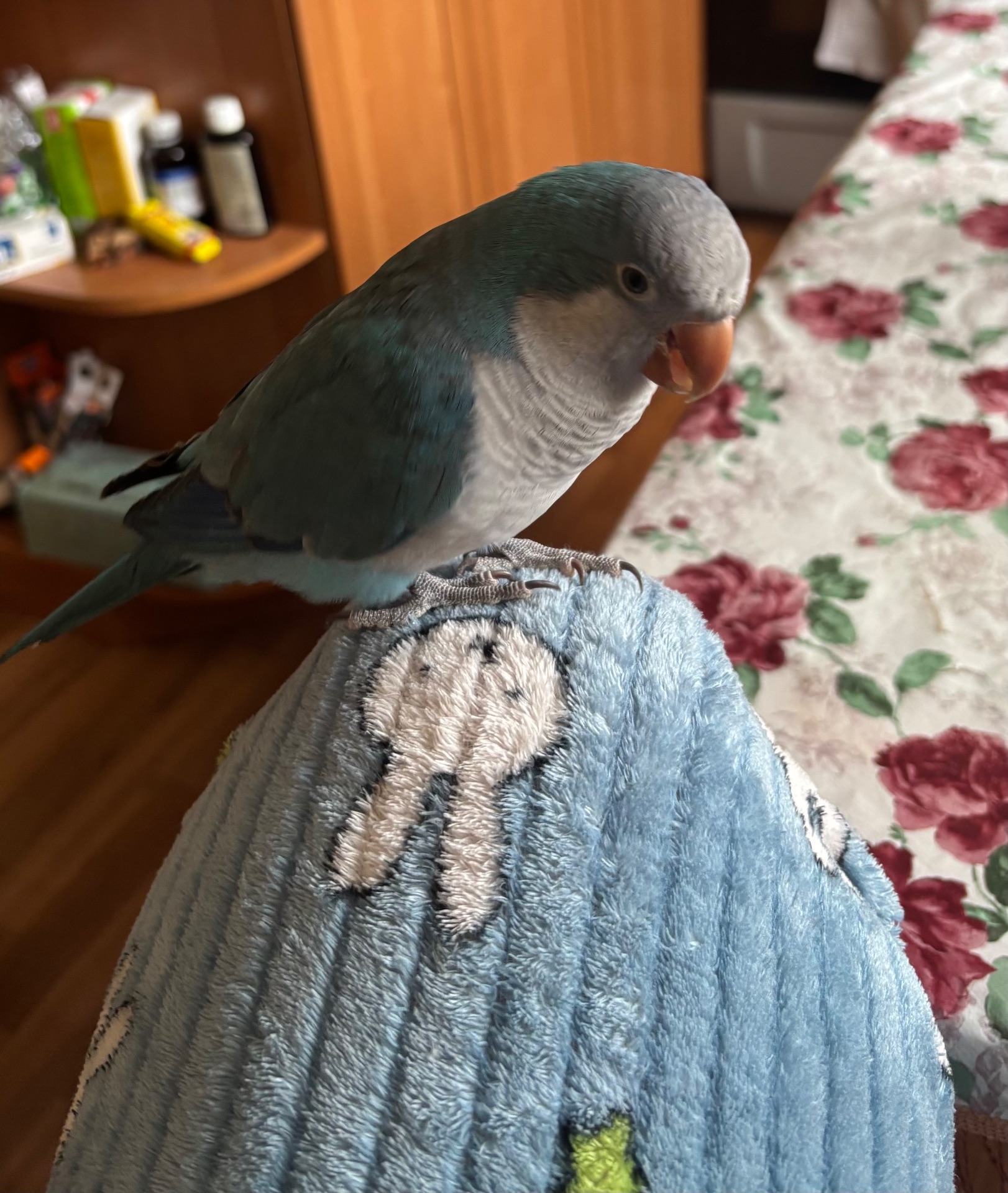 Синій монах квакер самець