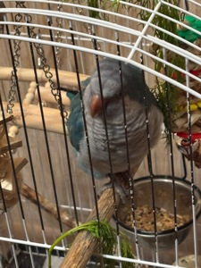 Синій монах квакер самець