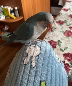 Синій монах квакер самець