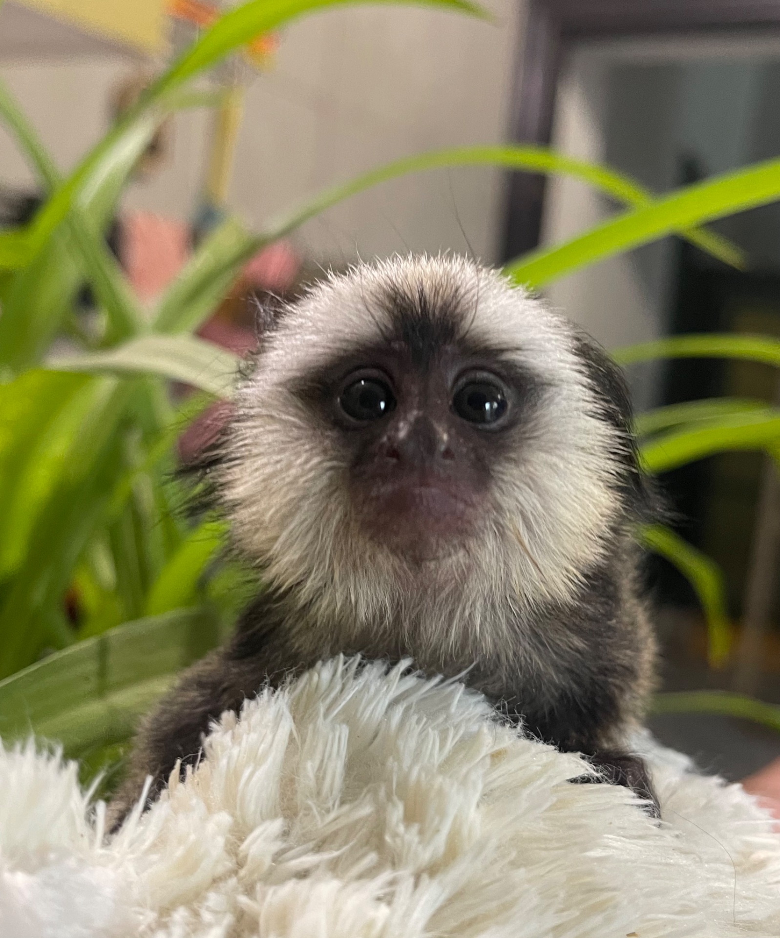 Девочка обезьянка игрунка Жоффруа домашняя обезьяна