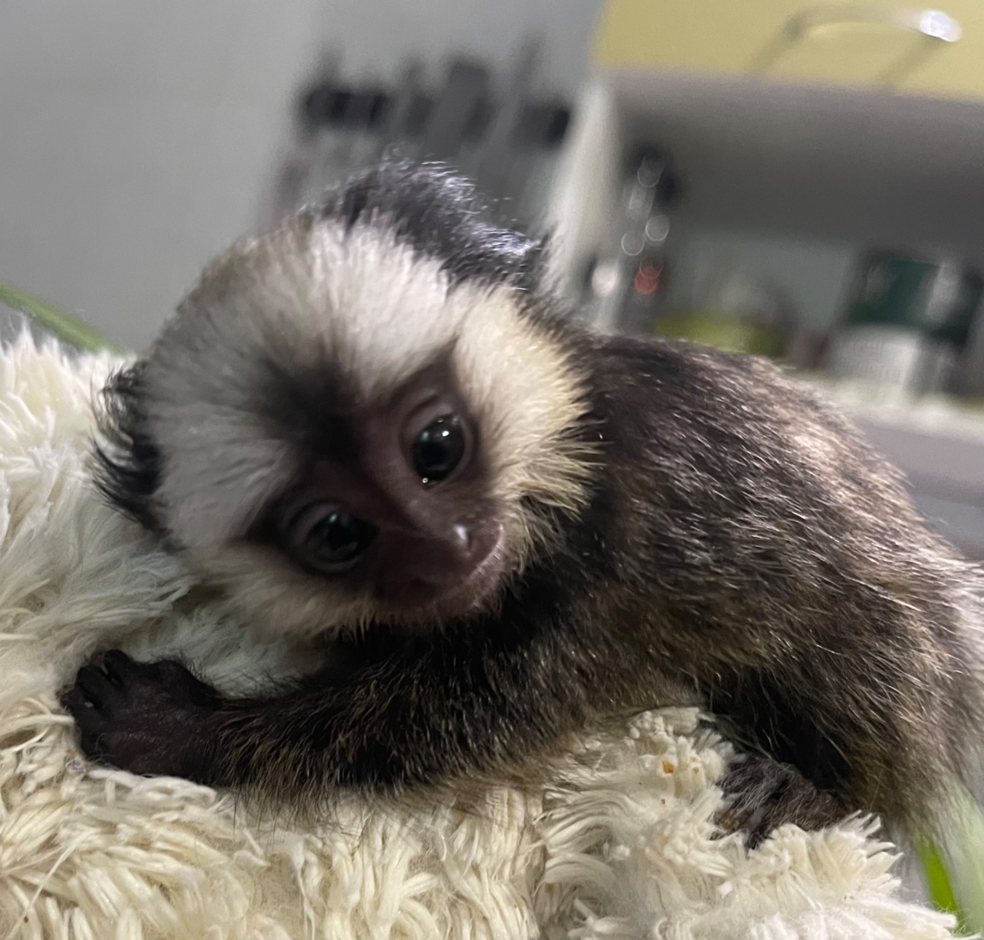 Девочка обезьянка игрунка Жоффруа домашняя обезьяна