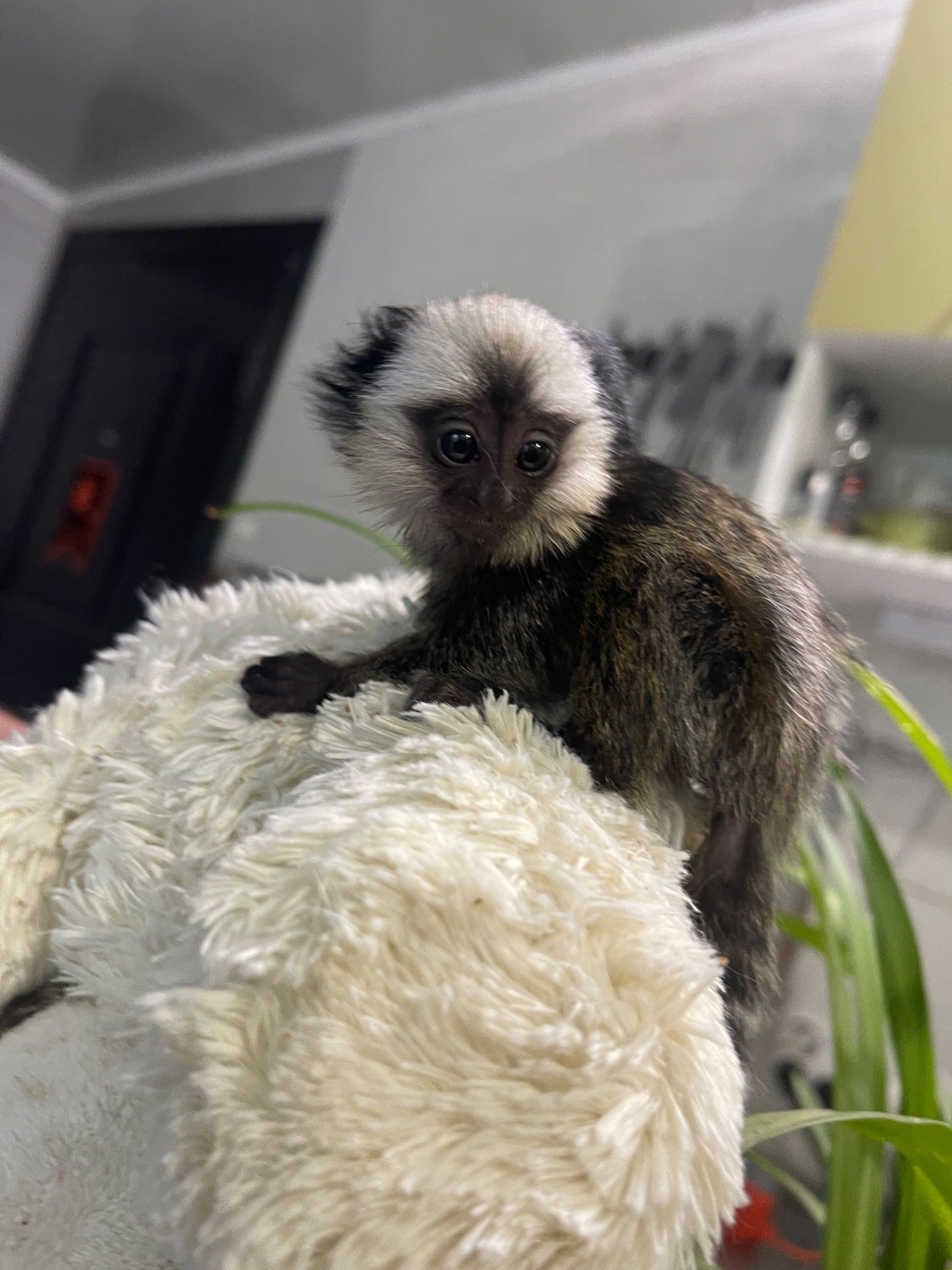 Мальчик обезьянка игрунка Жоффруа домашняя обезьяна мармозетка