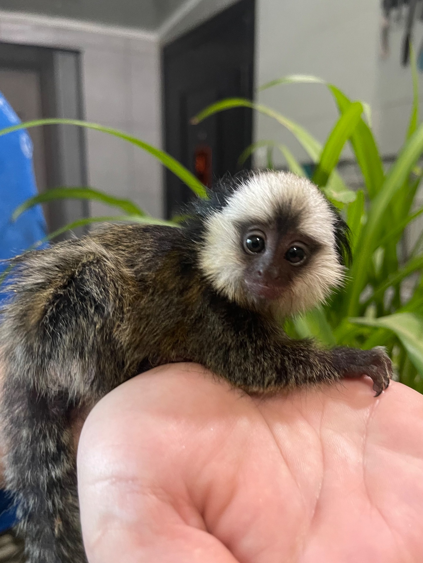 Девочка обезьянка игрунка Жоффруа домашняя обезьяна