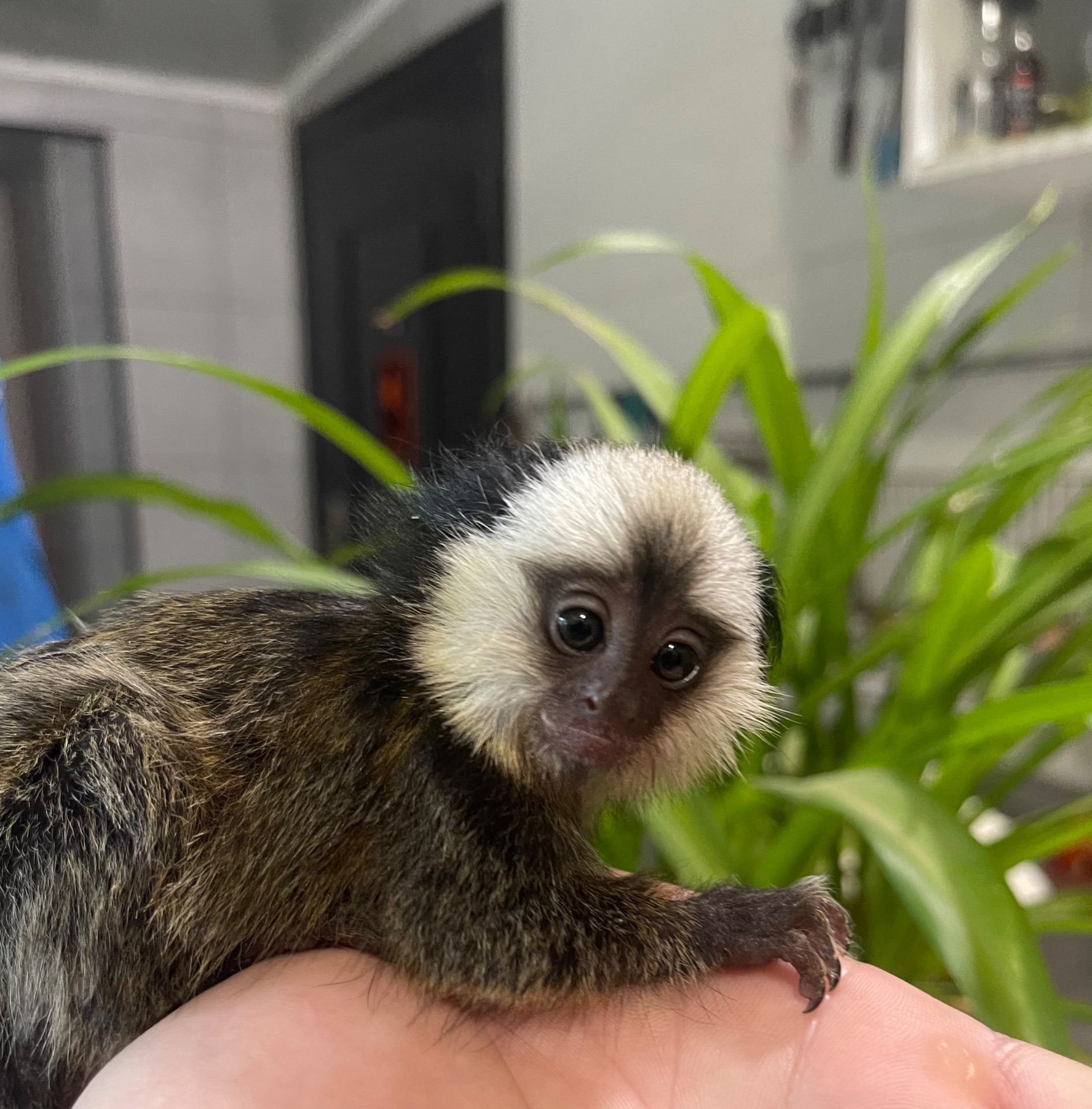 Мальчик обезьянка игрунка Жоффруа домашняя обезьяна мармозетка